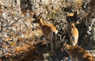 Yaban Keçilerin sayısının artması sevindirici