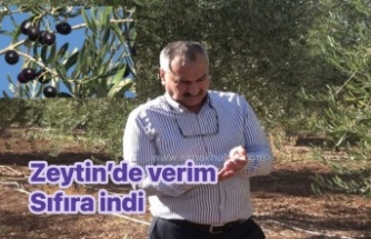 Zeytin Bahçesinden sıfır verim
