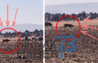 İdil’de Anadolu Parsı görüldü