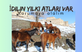 İdil’in Yılkı Atlarına bakın hele !