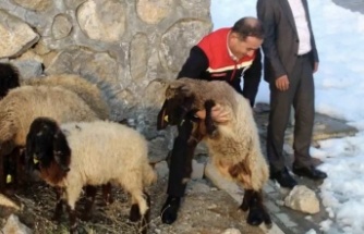 Vahşi hayvanlar 35 koyunu telef etti