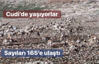 Cudi dağında sayıları 165’e ulaştı