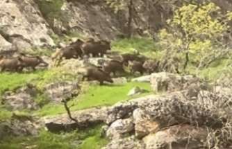 İdil’de Yaban Domuzu sürüsü cep telefonuna yansıdı