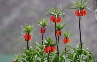 Ters Laleler doğaya renk kattı