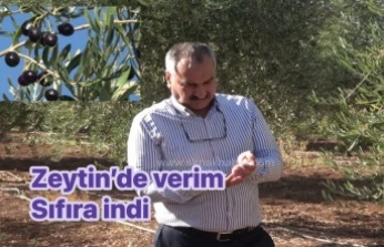 Zeytin Bahçesinden sıfır verim