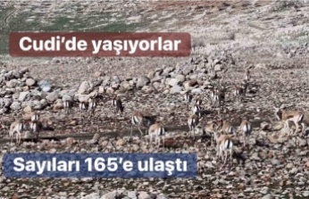 Cudi dağında sayıları 165’e ulaştı