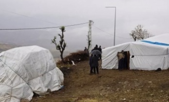 Köpek Saldırısı 28 Koyun telef oldu