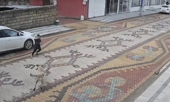Köpek Saldırısına uğrayan çocuğu esnaf kurtardı