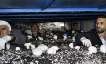 İdil’de Girişimcilik Örneği: Tarihi Mağarada Üretim