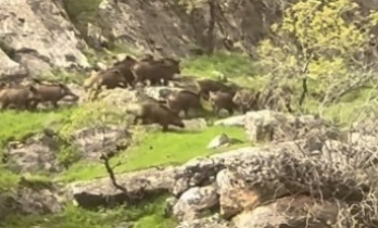İdil’de Yaban Domuzu sürüsü cep telefonuna yansıdı