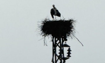 İdilin leylekleri bu sene çok mutlu
