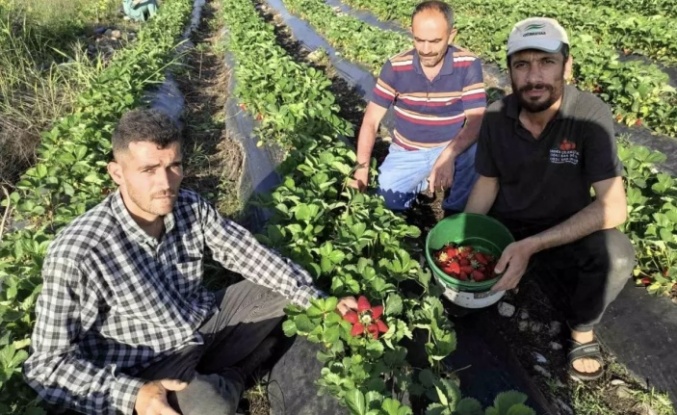 Çilek Hasadı başladı