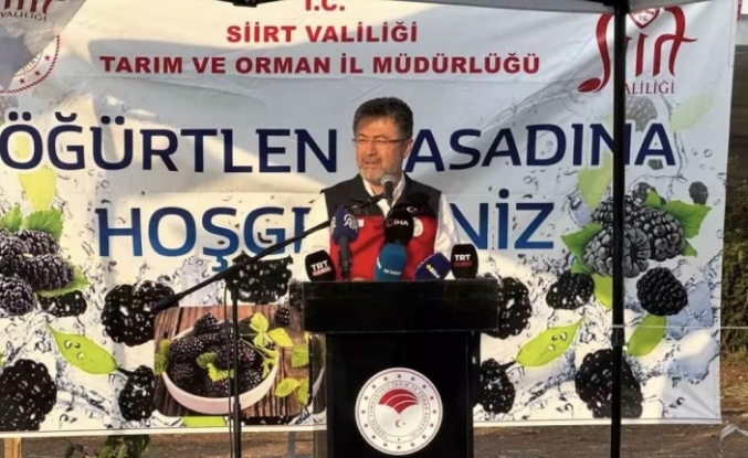 Böğürtlen hasadı başladı