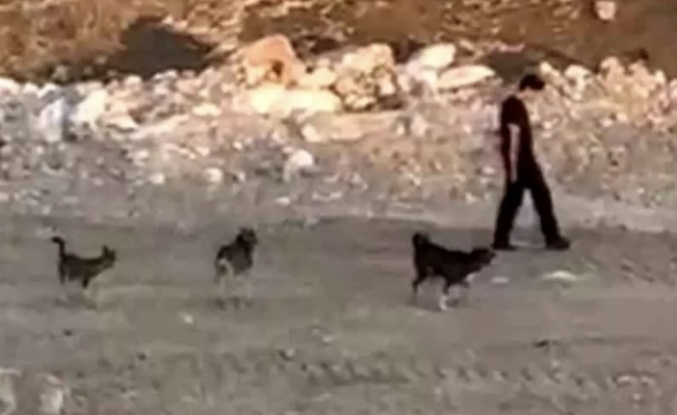 Köpeklerin saldırısına rağmen soğukkanlığını korudu