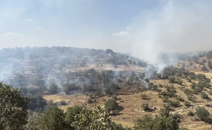 Nusaybin’de orman yangını