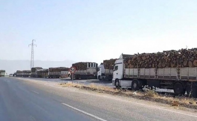 Ağaç kıyımına karşı tepkiler giderek büyüyor