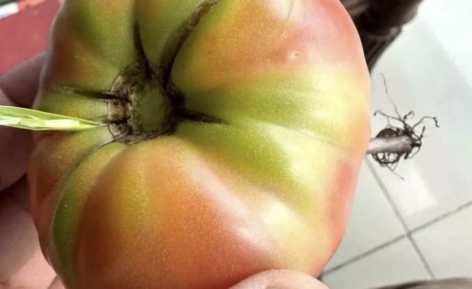 Domatesten ot çıktı