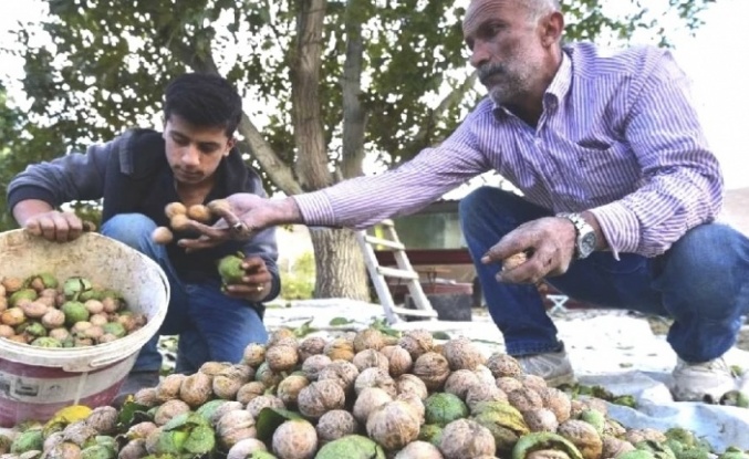 Rekor hasad bekleniyor