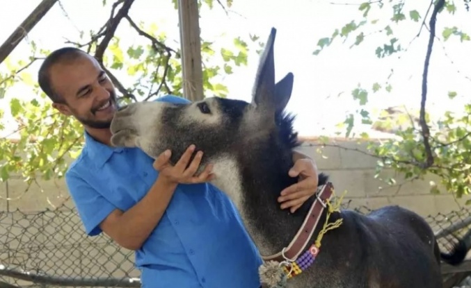 Eşek yavrusunu sahiplenmek için Mardine geldi
