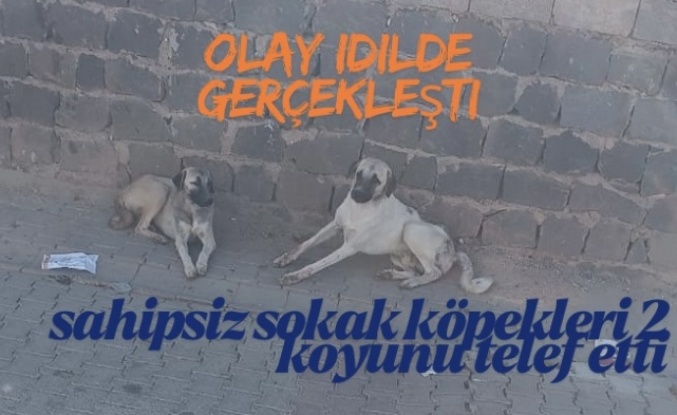 İdil’de sahipsiz köpekler iki koyunu telef etti