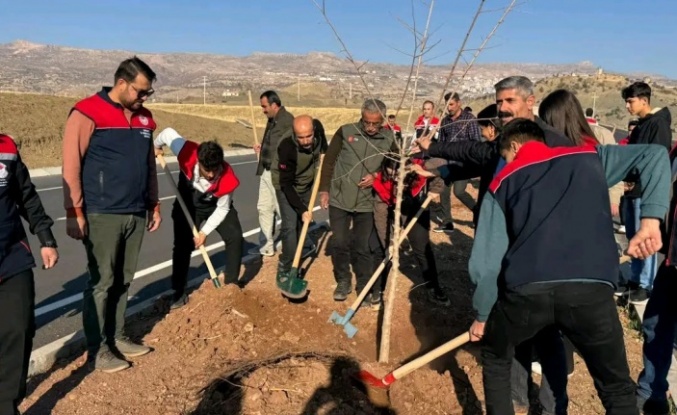 Cizre Şırnak Karayolunda orta Refüjlere Fidan dikimi