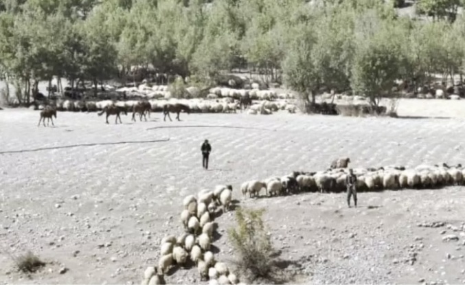 Göçerlerin Yayla dönüşleri başladı
