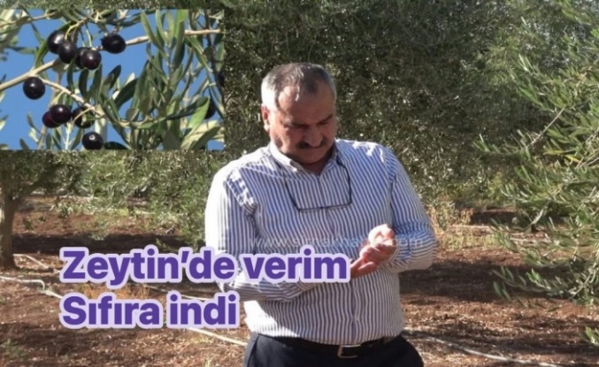 Zeytin Bahçesinden sıfır verim