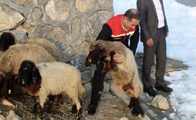 Vahşi hayvanlar 35 koyunu telef etti