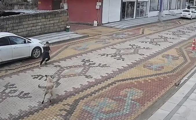 Köpek Saldırısına uğrayan çocuğu esnaf kurtardı
