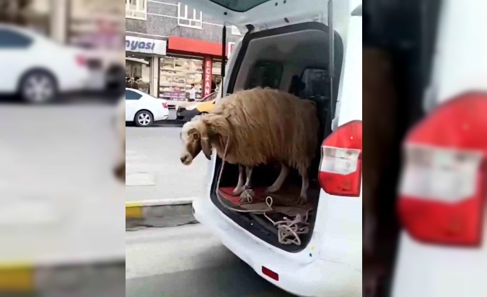 Koyunu bagajda taşıdı