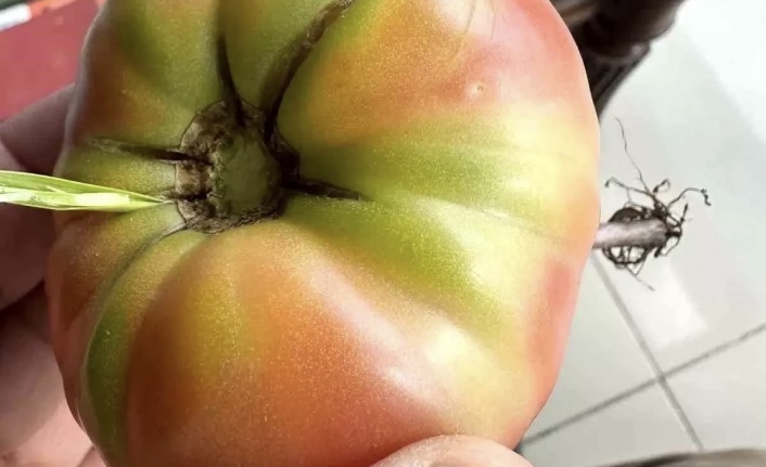 Domatesten ot çıktı