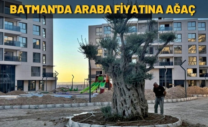 Araba fiyatına ağaç satın aldı