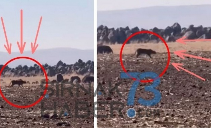 İdil’de Anadolu Parsı görüldü