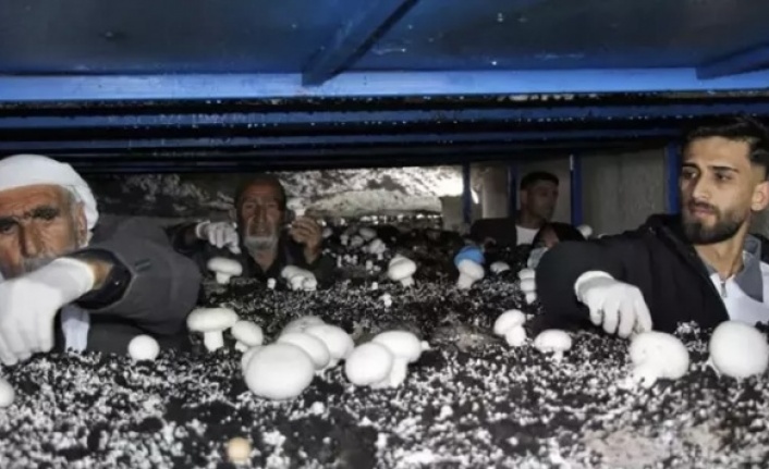 İdil’de Girişimcilik Örneği: Tarihi Mağarada Üretim