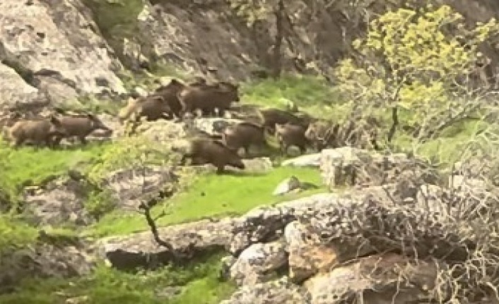 İdil’de Yaban Domuzu sürüsü cep telefonuna yansıdı