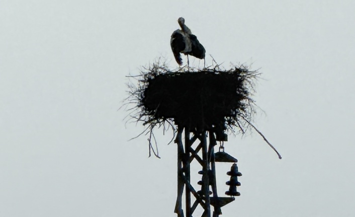 İdilin leylekleri bu sene çok mutlu