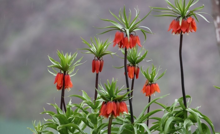 Ters Laleler doğaya renk kattı